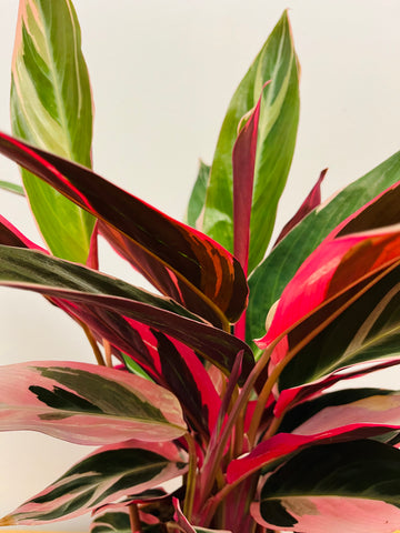 Calathea Triostar