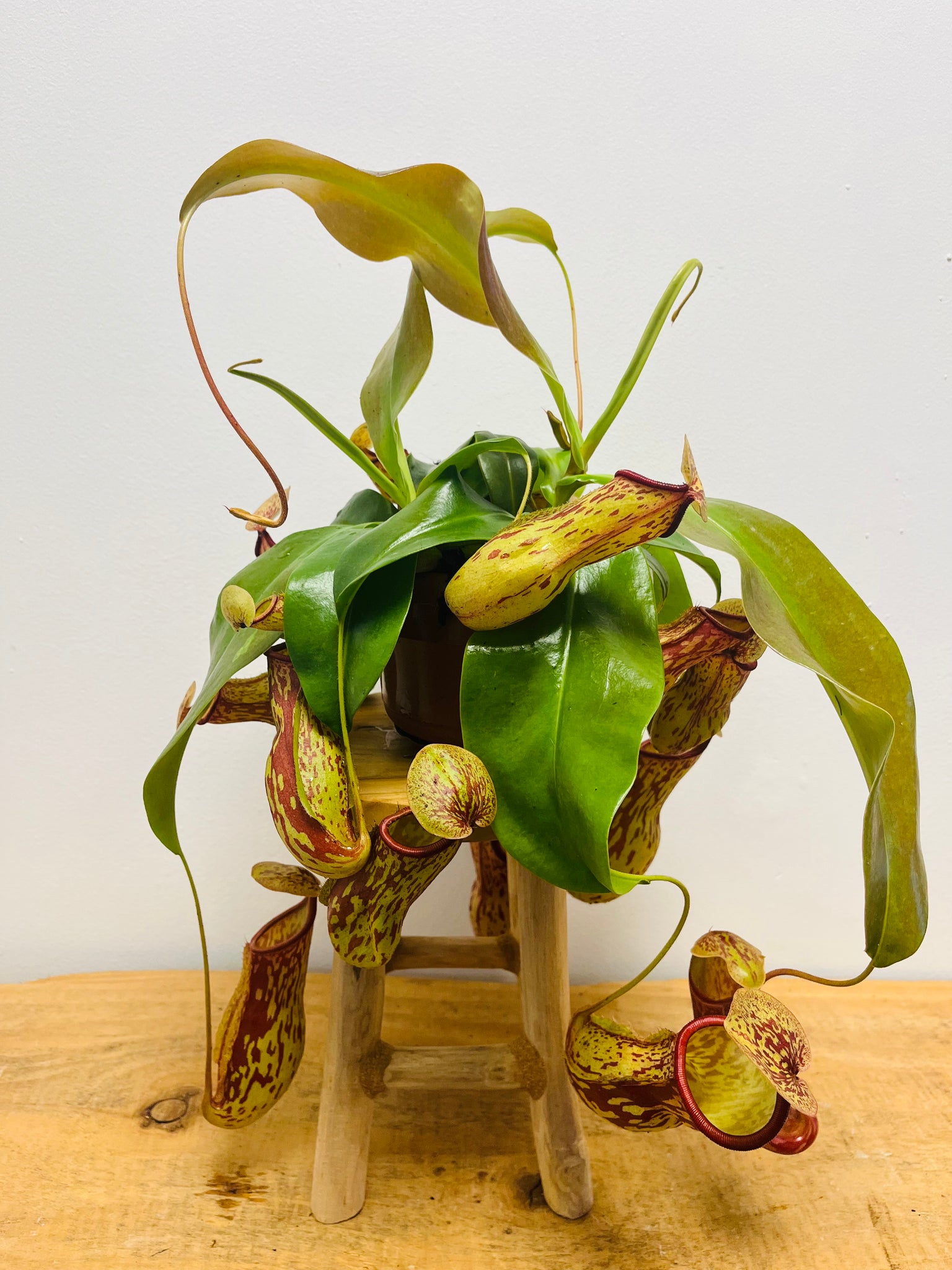 Nepenthes Carnivorous Plant