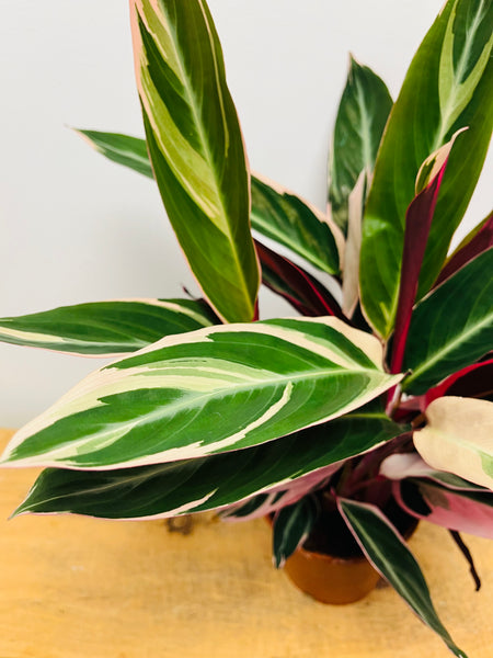 Calathea Triostar