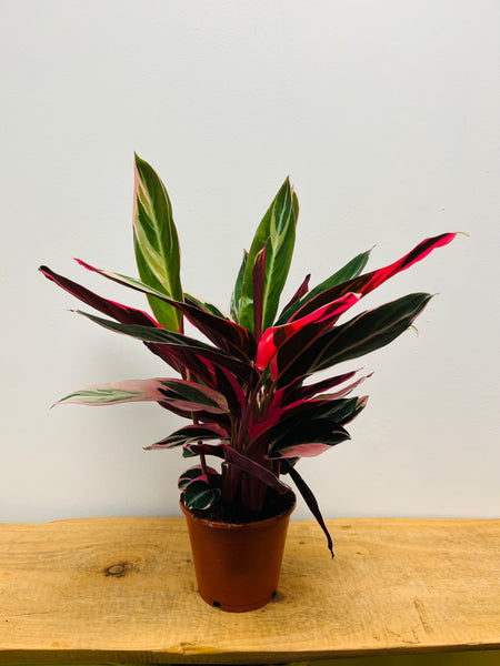 Calathea Triostar