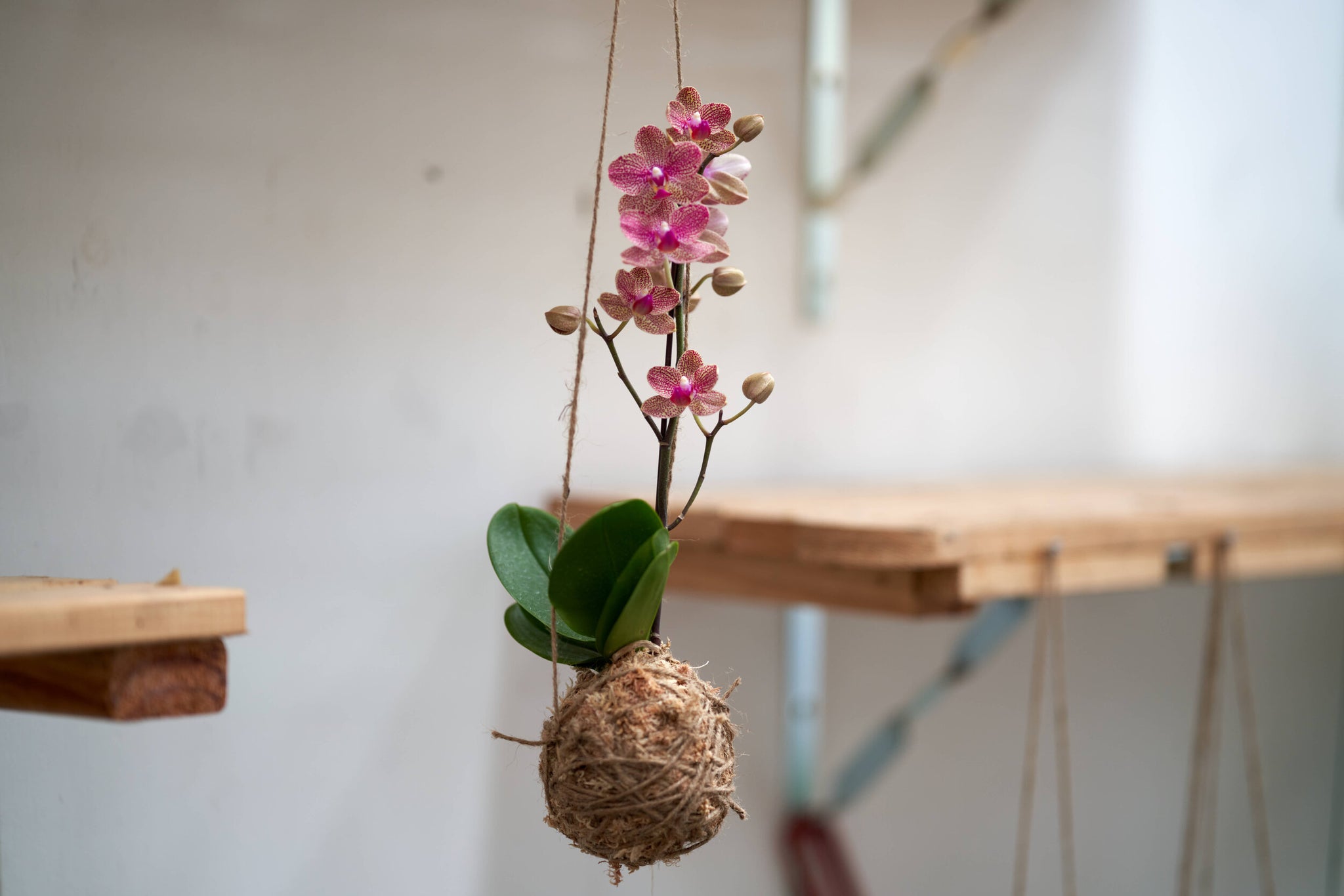 Newcastle // Orchid Kokedama Workshop