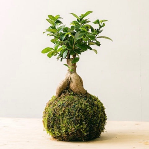 Newcastle // Kokedama Workshops