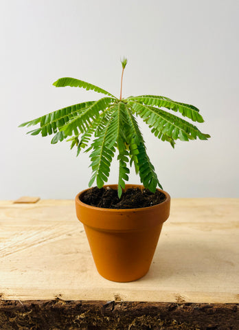 Biophytum sensitivum aka 'The Sensitive Plant'