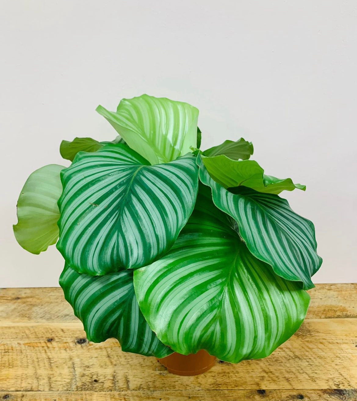 Calathea Orbifolia