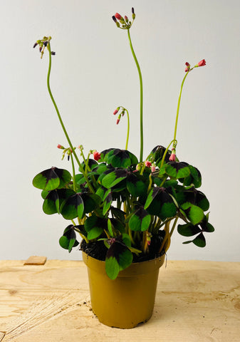 Oxalis