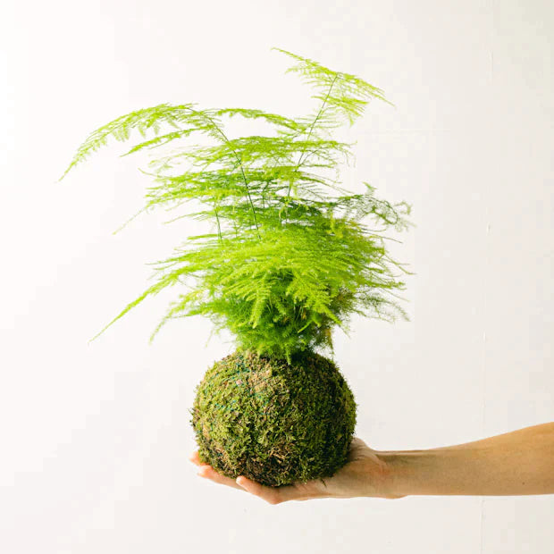 Newcastle // Kokedama Workshops