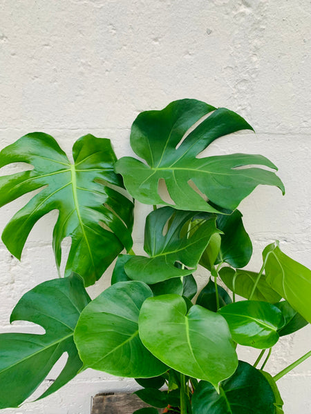 Monstera Deliciosa