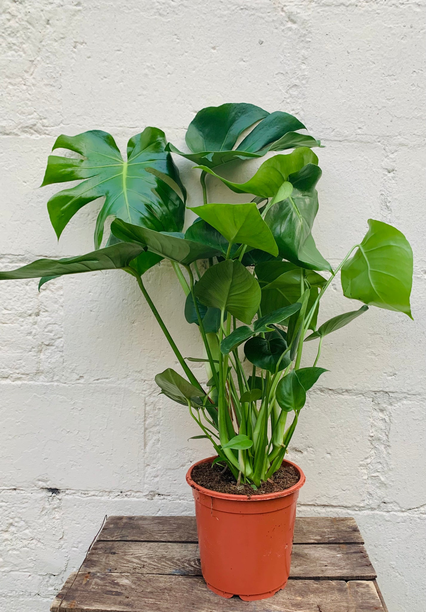 Monstera Deliciosa