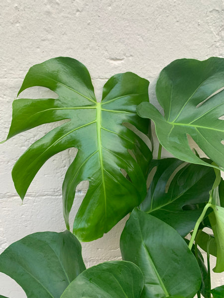 Monstera Deliciosa